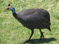 Helmeted_Guineafowl_RWD.jpg