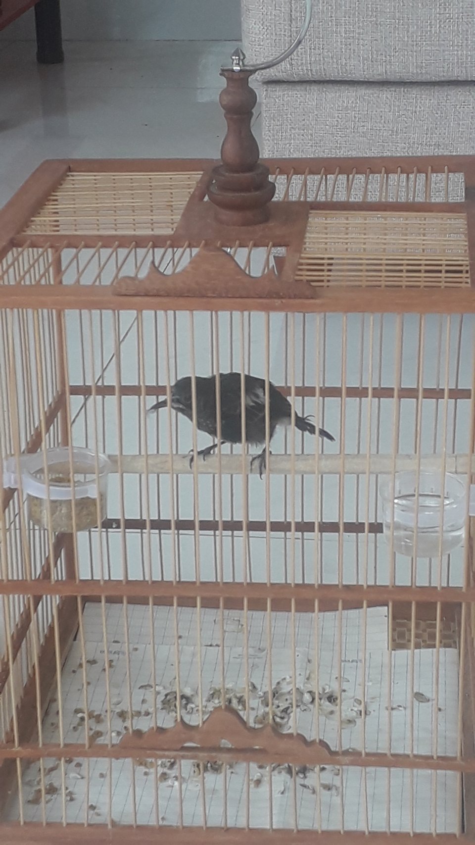Cách nuôi chim Chích Chòe Than Đất kêu khỏe hót hay | Pet Mart