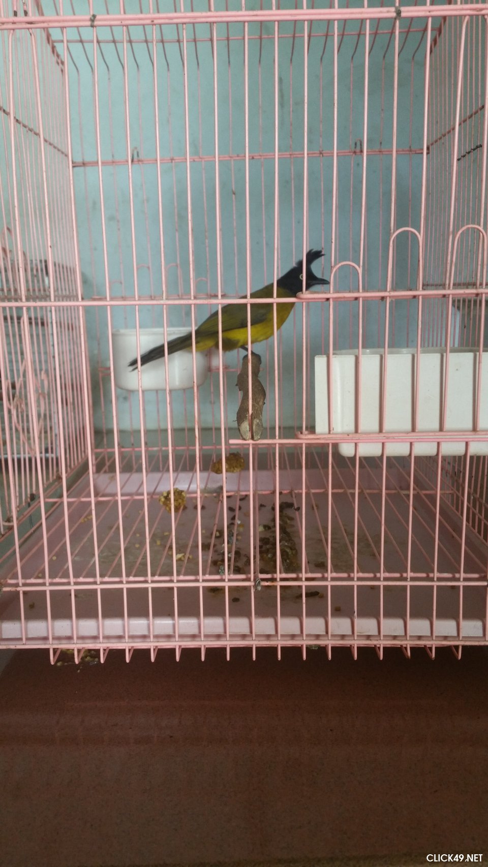 Giá chim chào mào. Mua bán chim chào mào ở Hà Nội & TPHCM