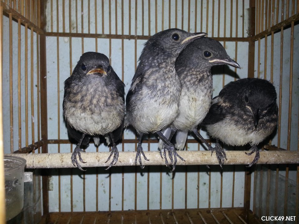 Chim chích choè đất: Kỹ thuật nuôi và chăm sóc | Farmvina Thú Cưng