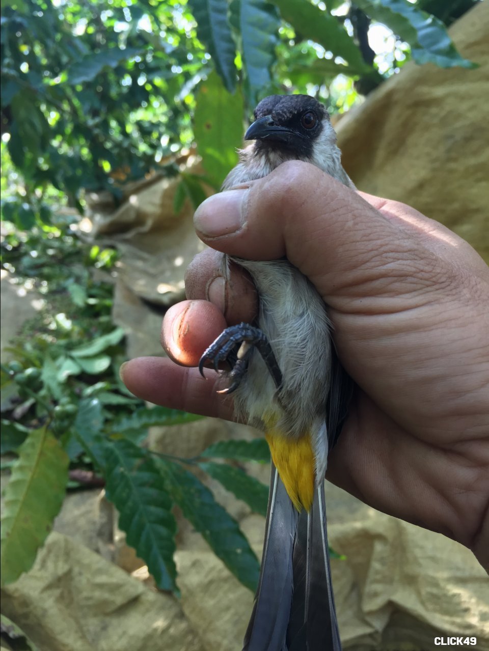 Giọng hót Chim Vàng Anh huyền thoại| นก ขมิ้น ปาก เรียว| Oriolus  tenuirostris - YouTube