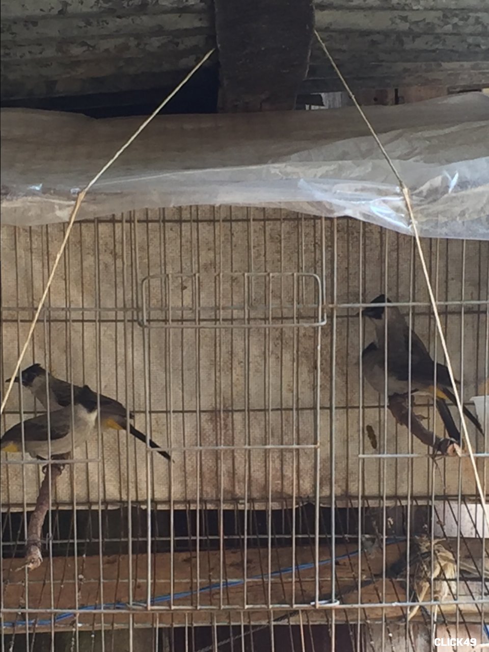 chim lạ mới bắt được | Diễn Đàn Chim Cảnh Việt Nam