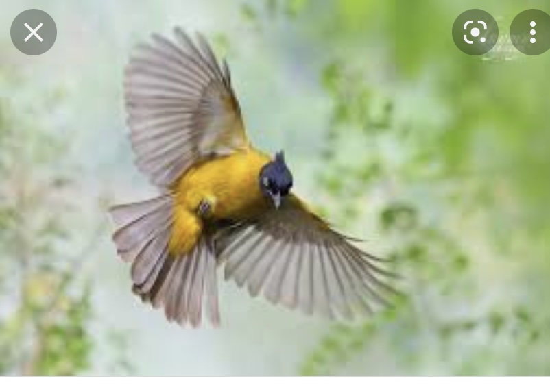 Tiếng chim chào mào núi gọi bầy miễn phí mới nhất | Black crested Bulbul -  YouTube