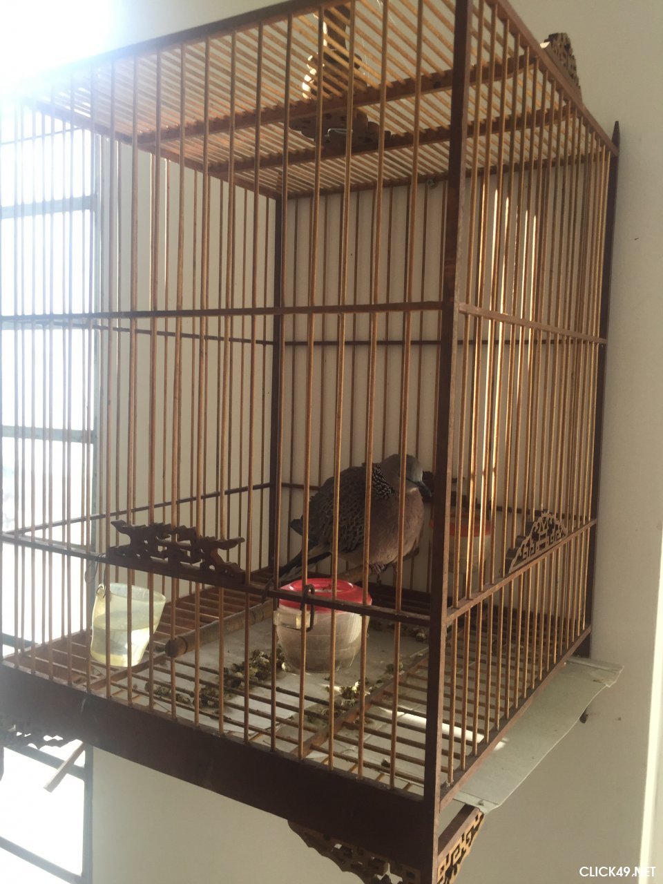 Kinh nghiệm nuôi và chăm sóc chim cu gáy - Thú cảnh
