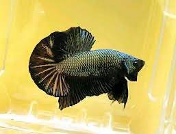 bla-betta-black-cooper.jpg