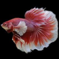 BLA-betta-halfmoon.jpg