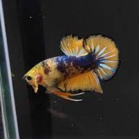 bla-betta-yellow-fancy.jpg