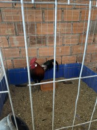IMG_0736.jpeg