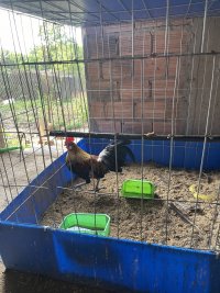 IMG_0737.jpeg