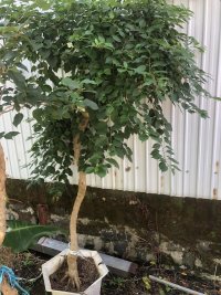 IMG_8790.jpeg