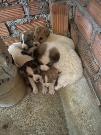 IMG_5175.jpeg