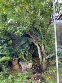 IMG_0338.jpeg