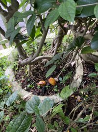 IMG_0335.jpeg