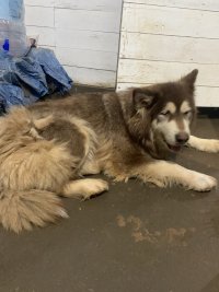 IMG_3438.jpeg