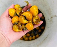 blaquarium-com-oc-ve-sinh-kinh-be-xi-mang.jpg