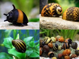 blaquarium-com-oc-ve-sinh-kinh-chi-ho-kinh.jpg