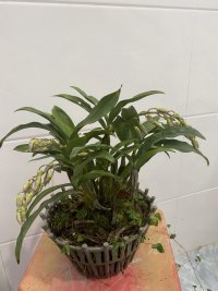 IMG_0078.jpeg