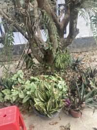IMG_2127.jpeg