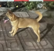 IMG_2699.jpeg