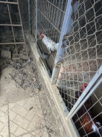 IMG_5043.jpeg