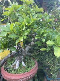 IMG_5937.jpeg