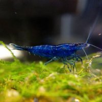 bla-tep-blue-dream.jpg