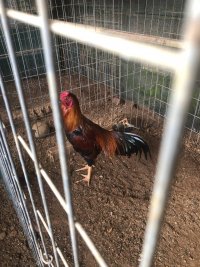 IMG_0979.jpeg
