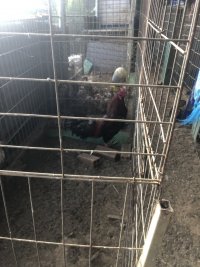 IMG_0976.jpeg