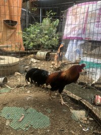 IMG_0958.jpeg