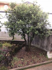 IMG_2652.jpeg