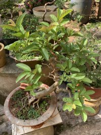 IMG_9257.jpeg