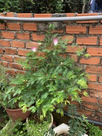 IMG_0208.jpeg