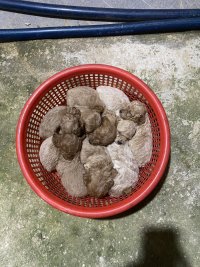 IMG_2229.jpeg