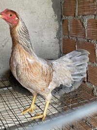 IMG_4331.jpeg