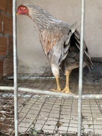 IMG_4329.jpeg