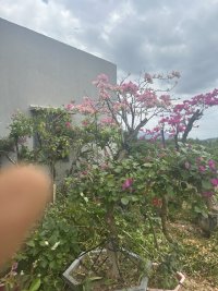 IMG_1031.jpeg