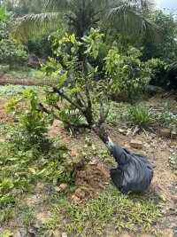 IMG_4377.jpeg