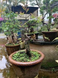 IMG_9352.jpeg