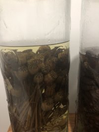 IMG_2258.jpeg