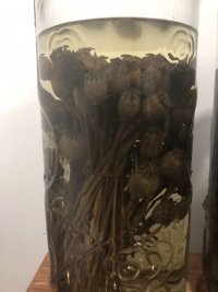 IMG_2257.jpeg