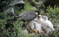 peregrine-falcon_1374425c.jpg