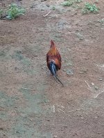 20180610_145456.jpg