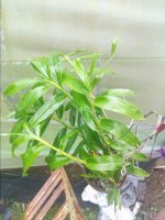 IMG_20200711_163129.jpg