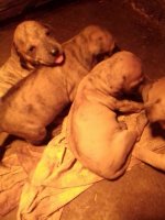 IMG_20201106_084908.jpg