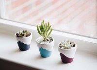 cây mọng nước giúp thanh lọc không khí.jpg