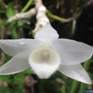 buiphilongbl