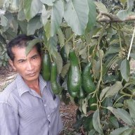 nguyễn văn dậu