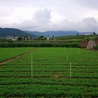 Trần Hồng Quân