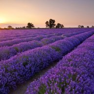 Lavender88