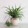 thietbivesinh_inax